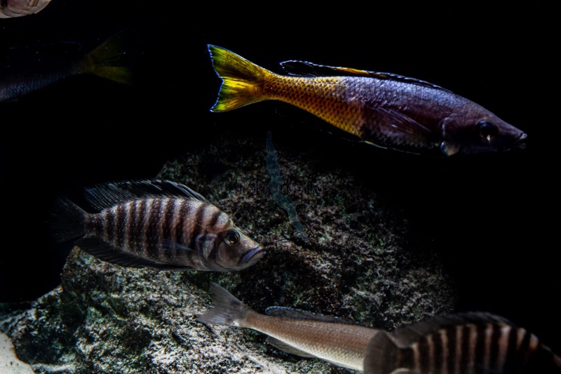 Altolamprologus compressiceps 'Tembwe (Deux)'